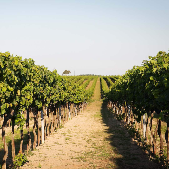 Chardonnay Selection 2025 0.75 l