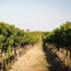 Chardonnay Selection 2024 0.75 l