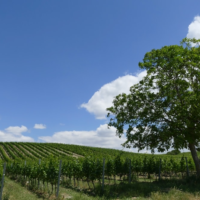 Chardonnay 2024 0.75 l