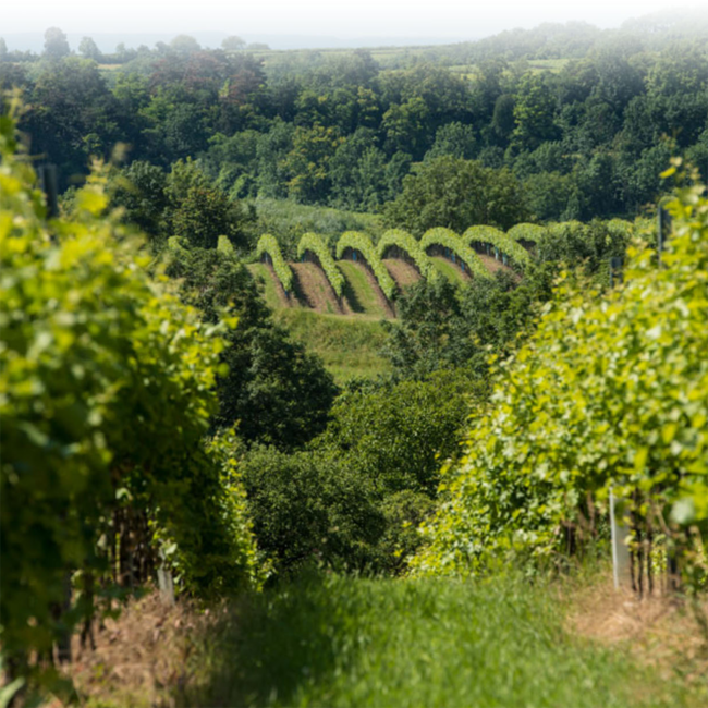 Grüner Veltliner Fliegengewicht 2024 0.75 l