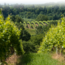 Grüner Veltliner Fliegengewicht 2024 0.75 l