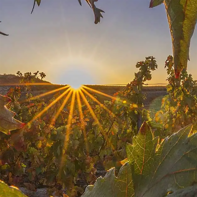 Conde Valdemar Gran Reserva Rioja DOCa 2017 0.75 l