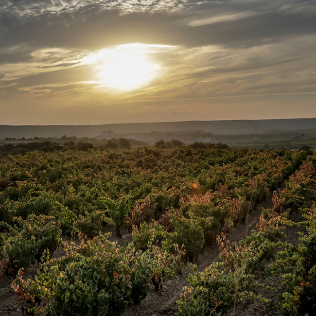 Verdejo DO 2024 0.75 l