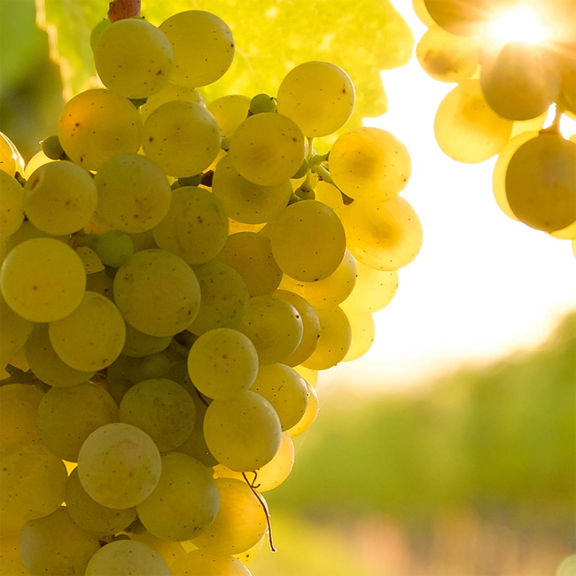 Grüner Veltliner Furth Kremstal DAC 2023 0.75 l