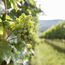Grüner Veltliner Freiheit 2024 0.75 l
