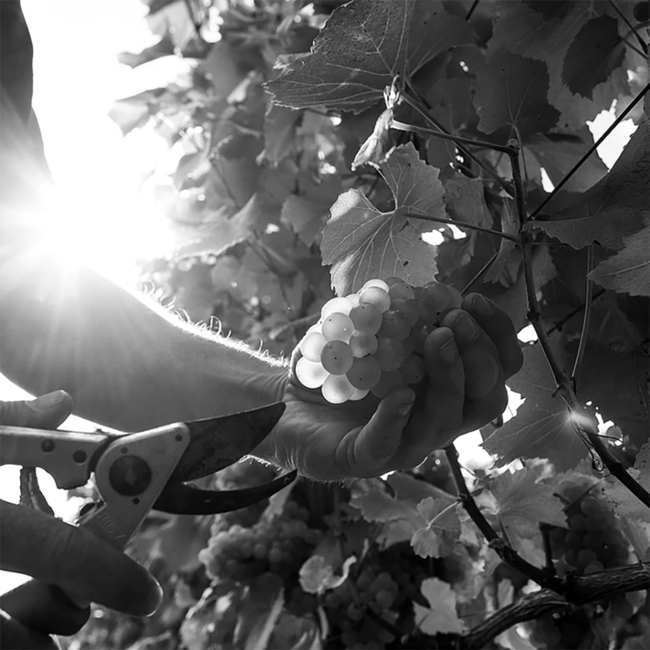 Classic Cuvee Brut Sparkling Englischer Schaumwein 0.75 l 12% vol