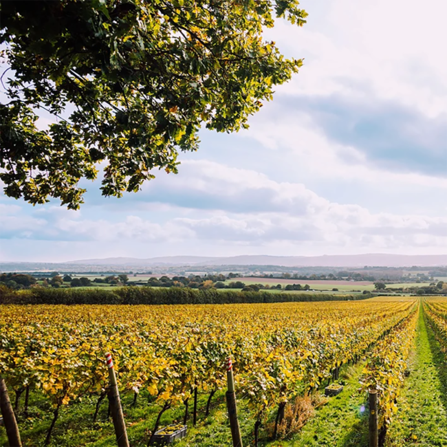 Rose Brut Sparkling Englischer Schaumwein 0.75 l 12% vol