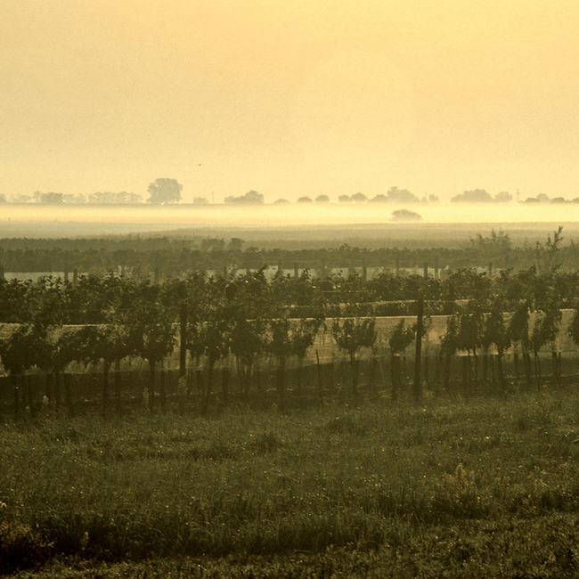 Scheurebe "Zwischen den Seen" Trockenbeerenauslese 2018 0.375 l