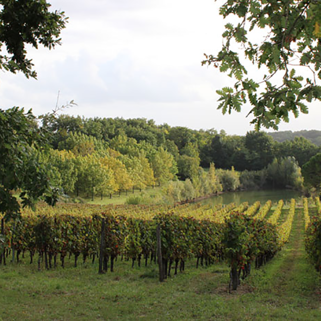 Chateau Pierrail Bordeaux Blanc AC 2024 0.75 l