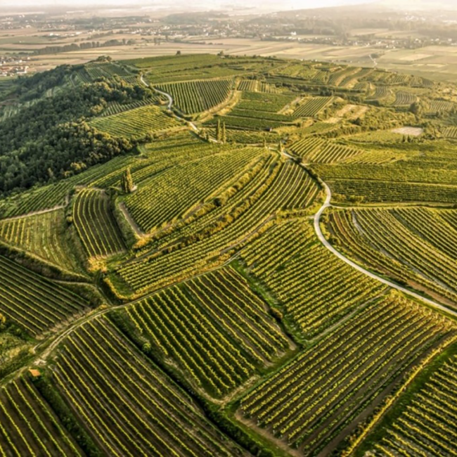Grüner Veltliner White Dreams Kamptal DAC 2023 0.75 l