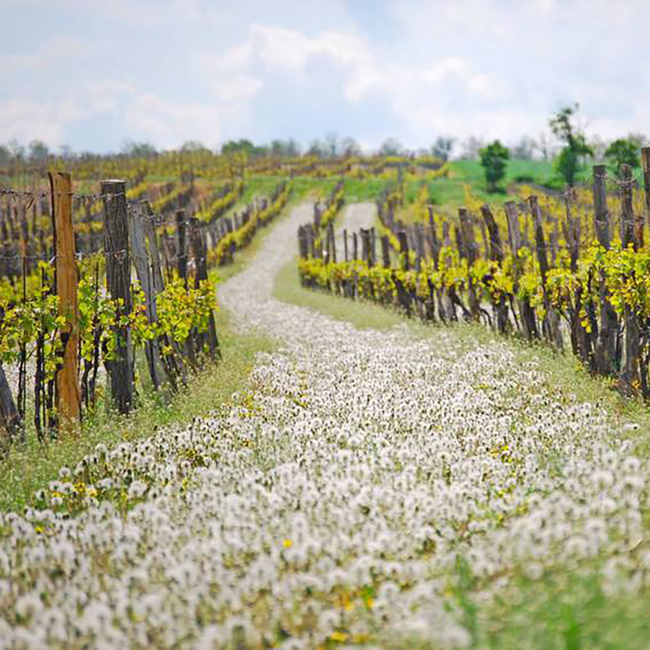 Cuvee Weisser Schotter (SB/WR/GV) 2025 0.75 l