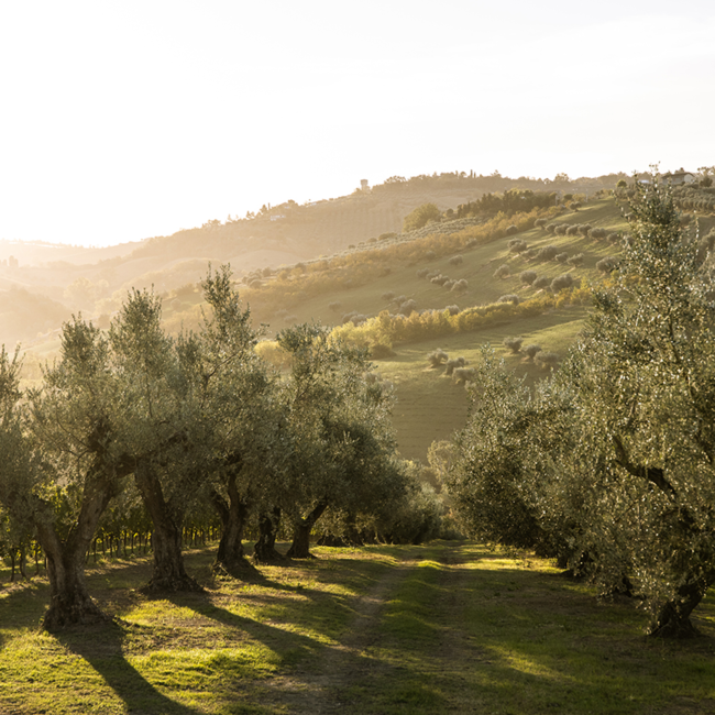 Nero d´Avola Puglia IGP Lunatico 2022 0.75 l