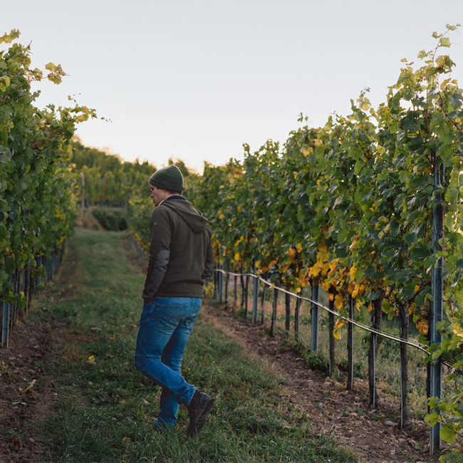 Grüner Veltliner Ried Hasel Kamptal DAC 2025 0.75 l