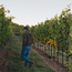 Grüner Veltliner Ried Hasel Kamptal DAC 2025 0.75 l