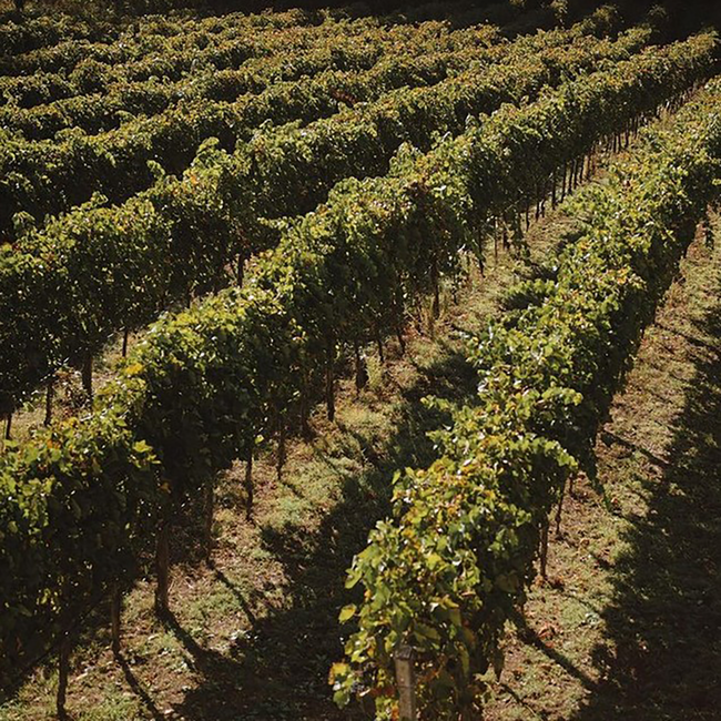 Sangiovese Terre di Chieti IGP Lunatico 2023 0.75 l