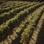 Sangiovese Terre di Chieti IGP Lunatico 2024 0.75 l