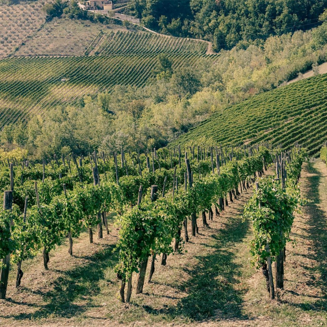 Fantini Gran Cuvee Brut Bianco 0.75 l 12% vol