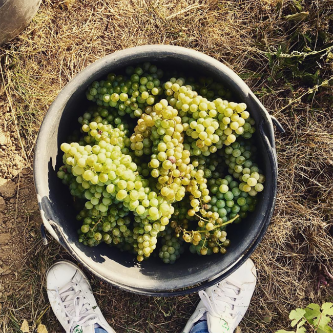 Cuvee Weisser Schotter (SB/WR/GV) 2025 0.75 l