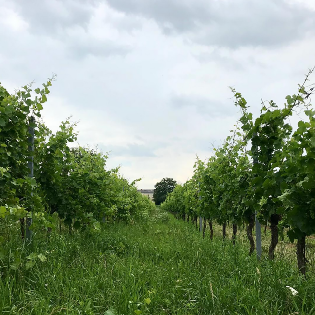 That's Amore (BF/ME/ROE) 2022 0.75 l