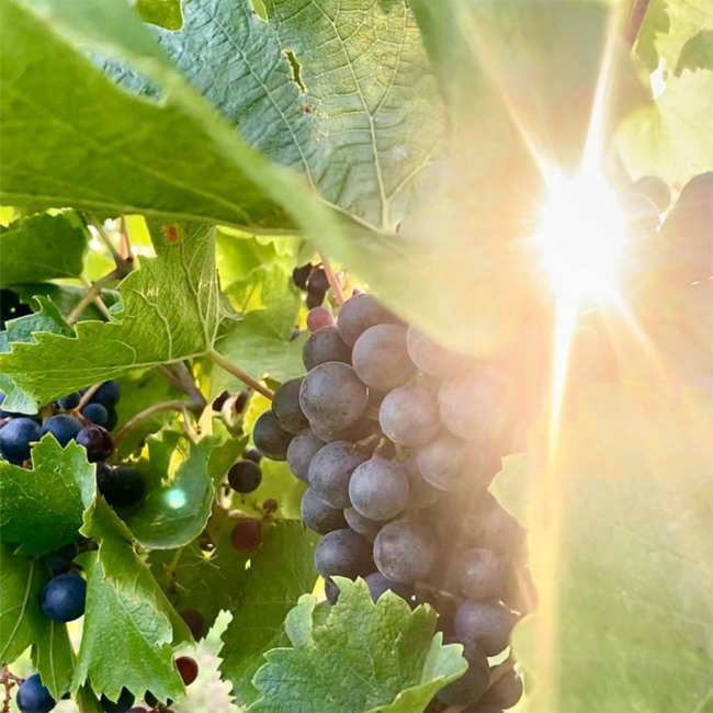 That's Amore (BF/ME/ROE) 2022 0.75 l