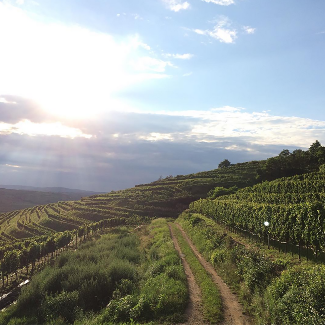 Grüner Veltliner Ried Hasel Kamptal DAC 2025 0.75 l