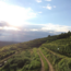Grüner Veltliner Ried Hasel Kamptal DAC 2025 0.75 l