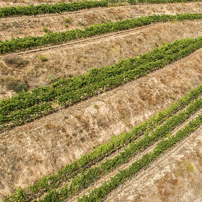 Blanco Maximo 2024 0.75 l