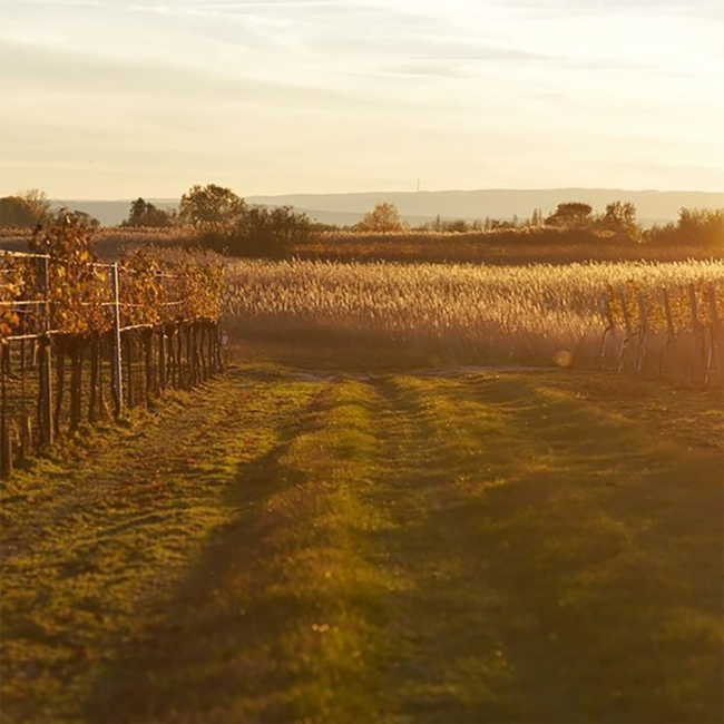 Sauvignon Blanc Beerenauslese 2021 0.375 l