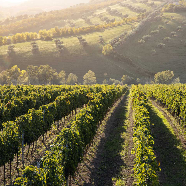 Impari Nero D'Avola Terre Siciliane 2021 0.75 l