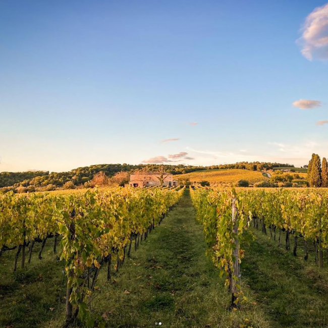 Chianti Classico Berardenga DOCG 2022 Halbflasche 0.375 l