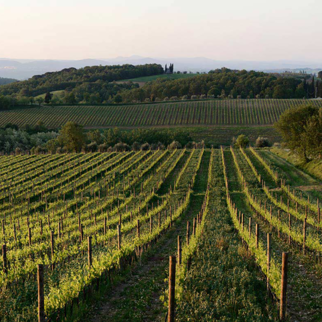Chianti Colli Senesi DOCG 2023 0.75 l
