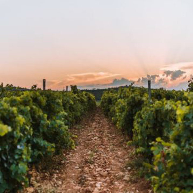 Cote des Roses Rose AOP 2025 0.75 l