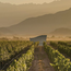 Almaviva in OHK 2020 0.75 l