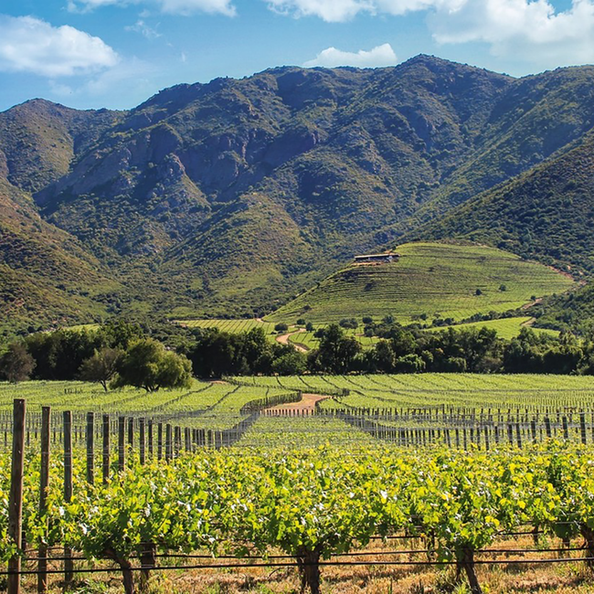 Sena in OHK 2020 0.75 l