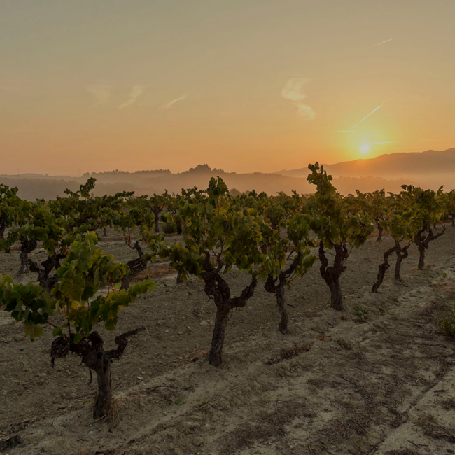 Conca del Riu Anoia Blanc de Blanc Brut Cava BIO 2022 0.75 l 12% vol