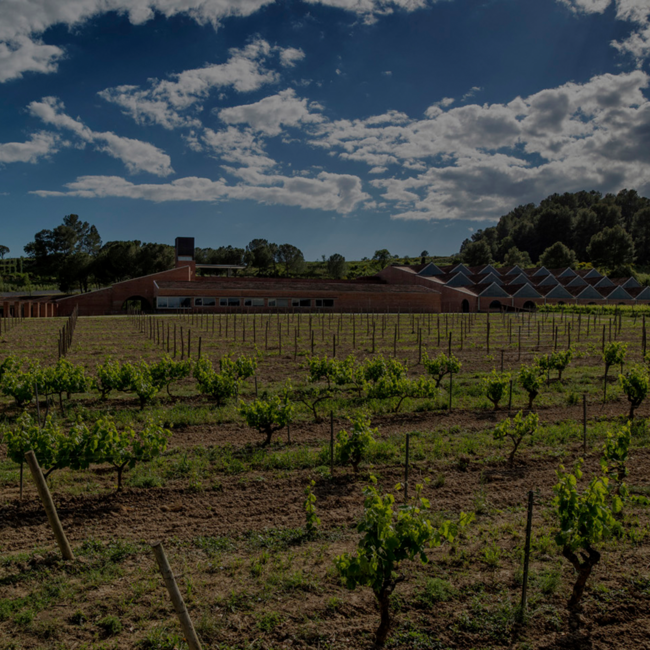 Conca del Riu Anoia Blanc de Blanc Brut Cava BIO 2022 0.75 l 12% vol