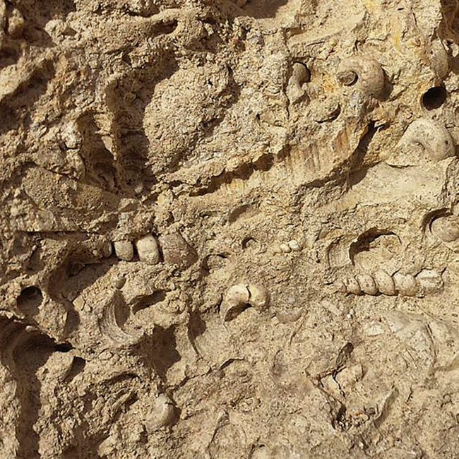 Conca del Riu Anoia Blanc de Blanc Brut Cava BIO 2022 0.75 l 12% vol