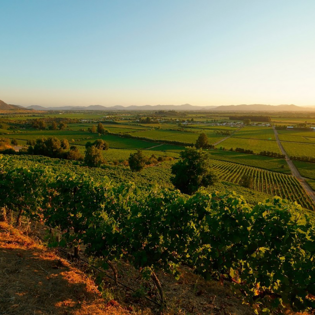 Pinot Noir Zapallar Coast Outer Limits 2017 0.75 l