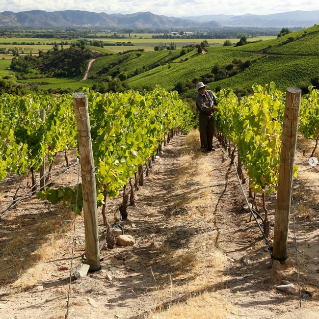 Cabernet Sauvignon Reserva 2022 0.75 l