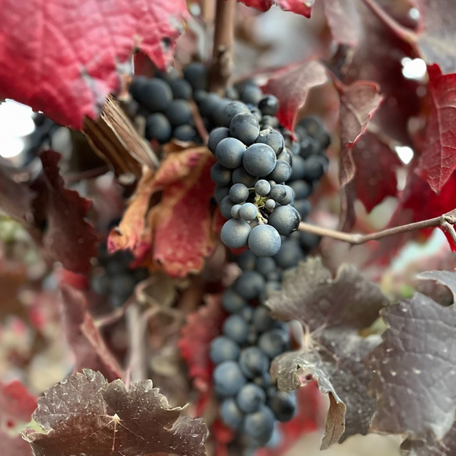 Syrah Outer Limits 2017 0.75 l