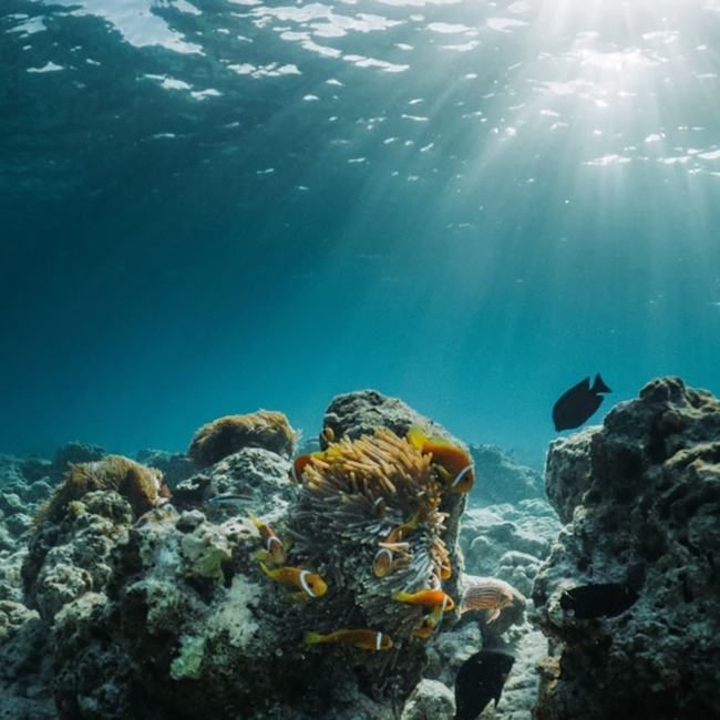 Prince Explorer Monaco Gin 0.5 l 42% vol