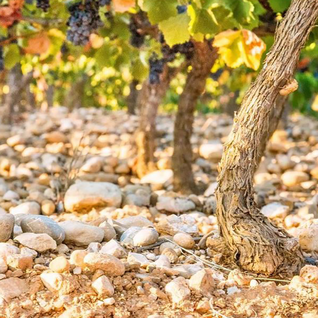 Heritage An 825 Cremant de Limoux Brut Rosé 0.75 l 12% vol