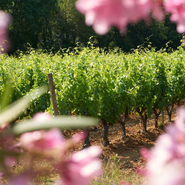 "281" Rose Côtes de Provence AOP 2021 Magnum 1.50 l