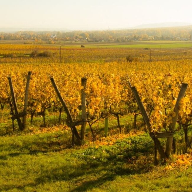 Grüner Veltliner Ried Lamm 1ÖTW DAC 2021 Magnum 1.50 l