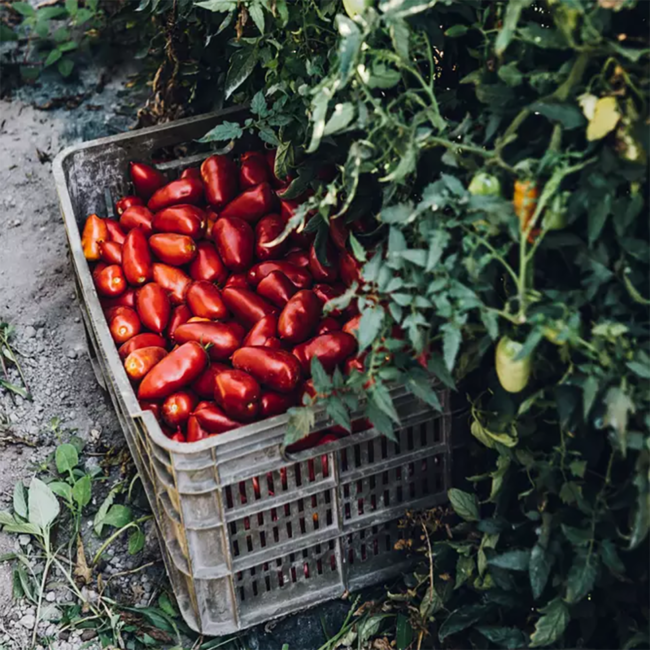 Pomodori pelati interi di San Marzano No. 2 (400g)