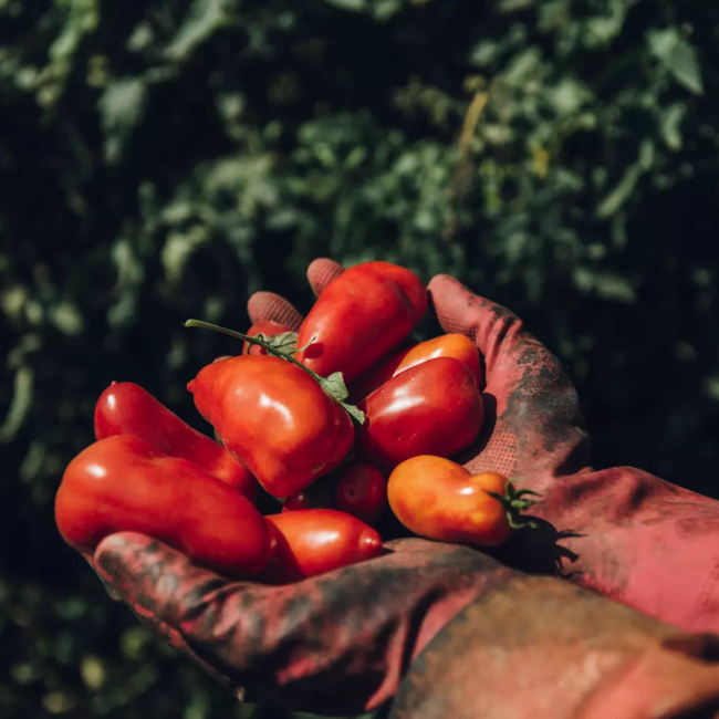 Pomodori pelati interi di San Marzano No. 2 (400g)