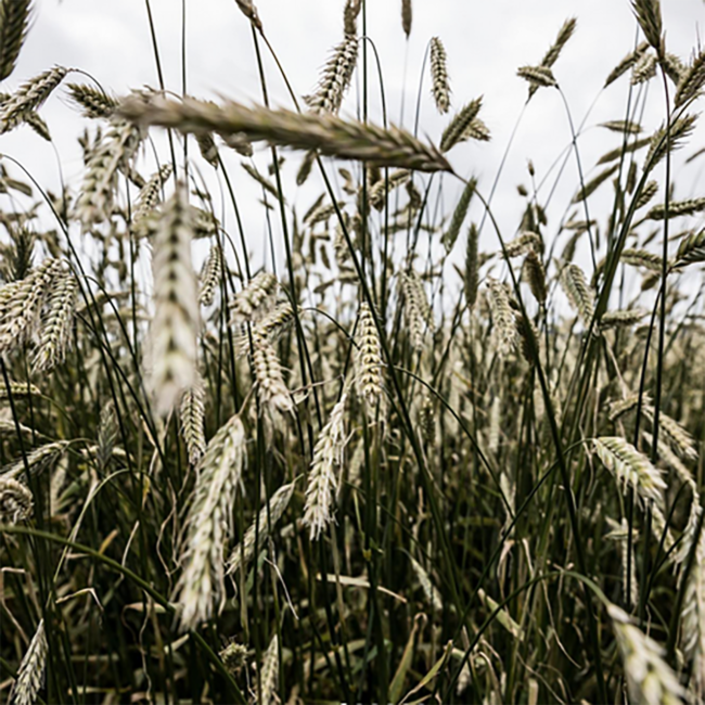 Bruichladdich The Botanist Islay Gin  0.7 l 46% vol