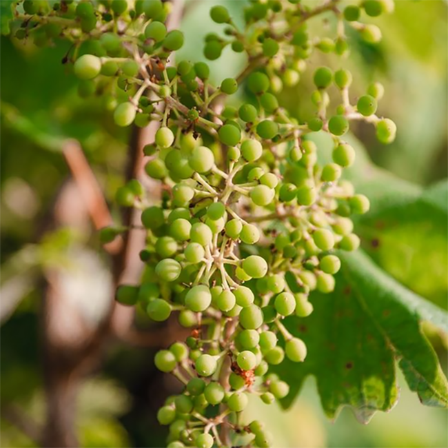 Prosecco Superiore Valdobbiadene DOCG Brut 0.75 l 11.50% vol