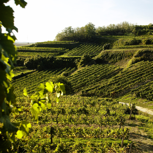 Weißburgunder Wagramlöss 2024 0.75 l