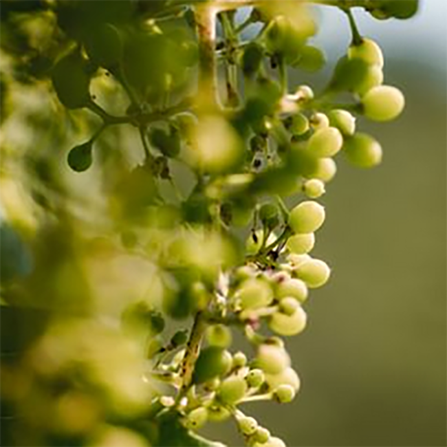 Prosecco Superiore Valdobbiadene DOCG Extra Dry 0.75 l 11.50% vol